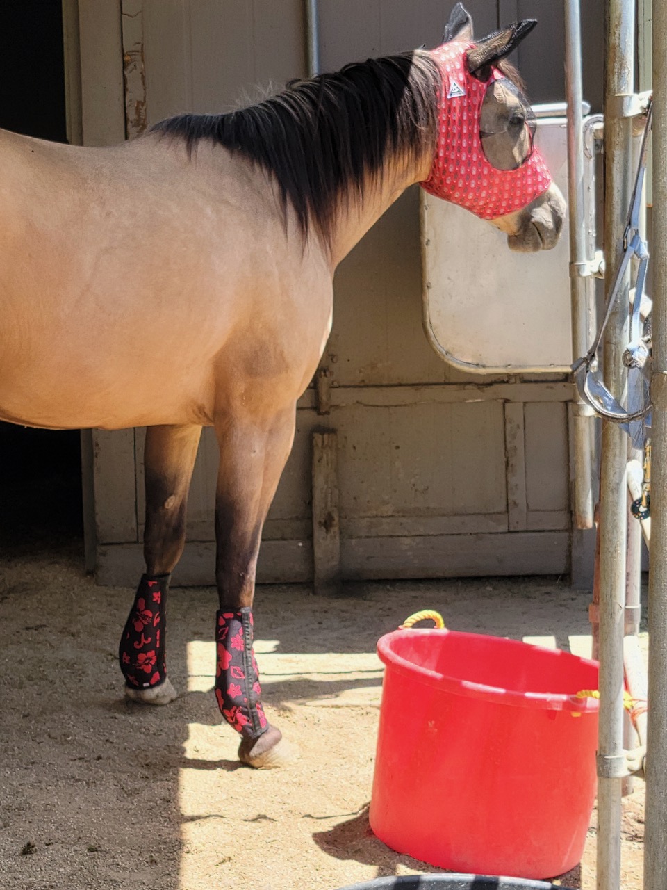 Monster Horse Medical Wraps